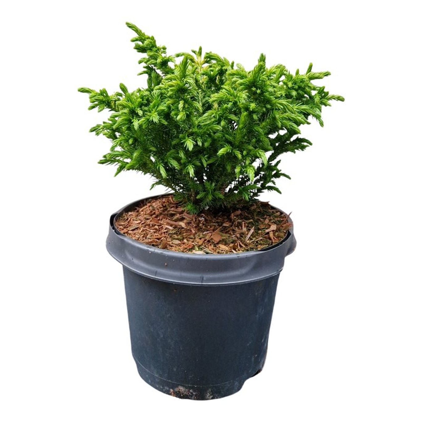 Cryptomeria j. 'Green Pearl' - C3 20-25 CM